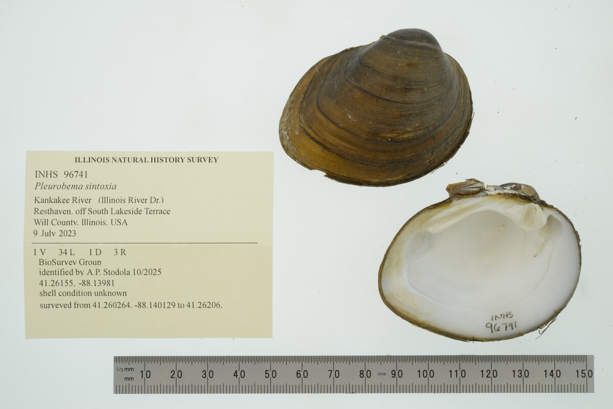 Pleurobema sintoxia image