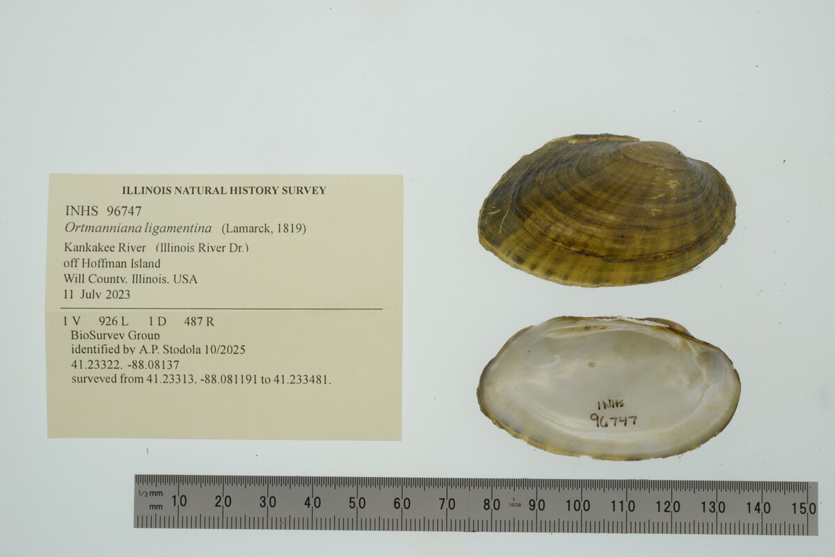 Ortmanniana ligamentina image