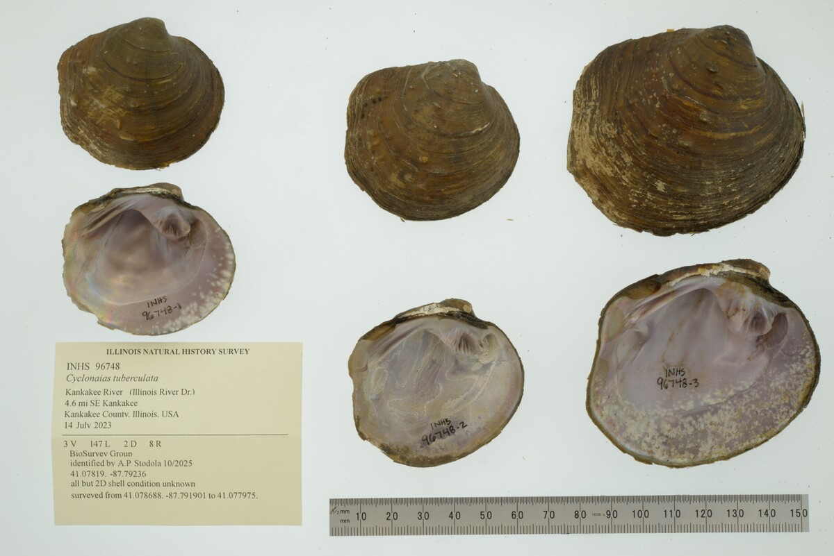 Cyclonaias tuberculata image