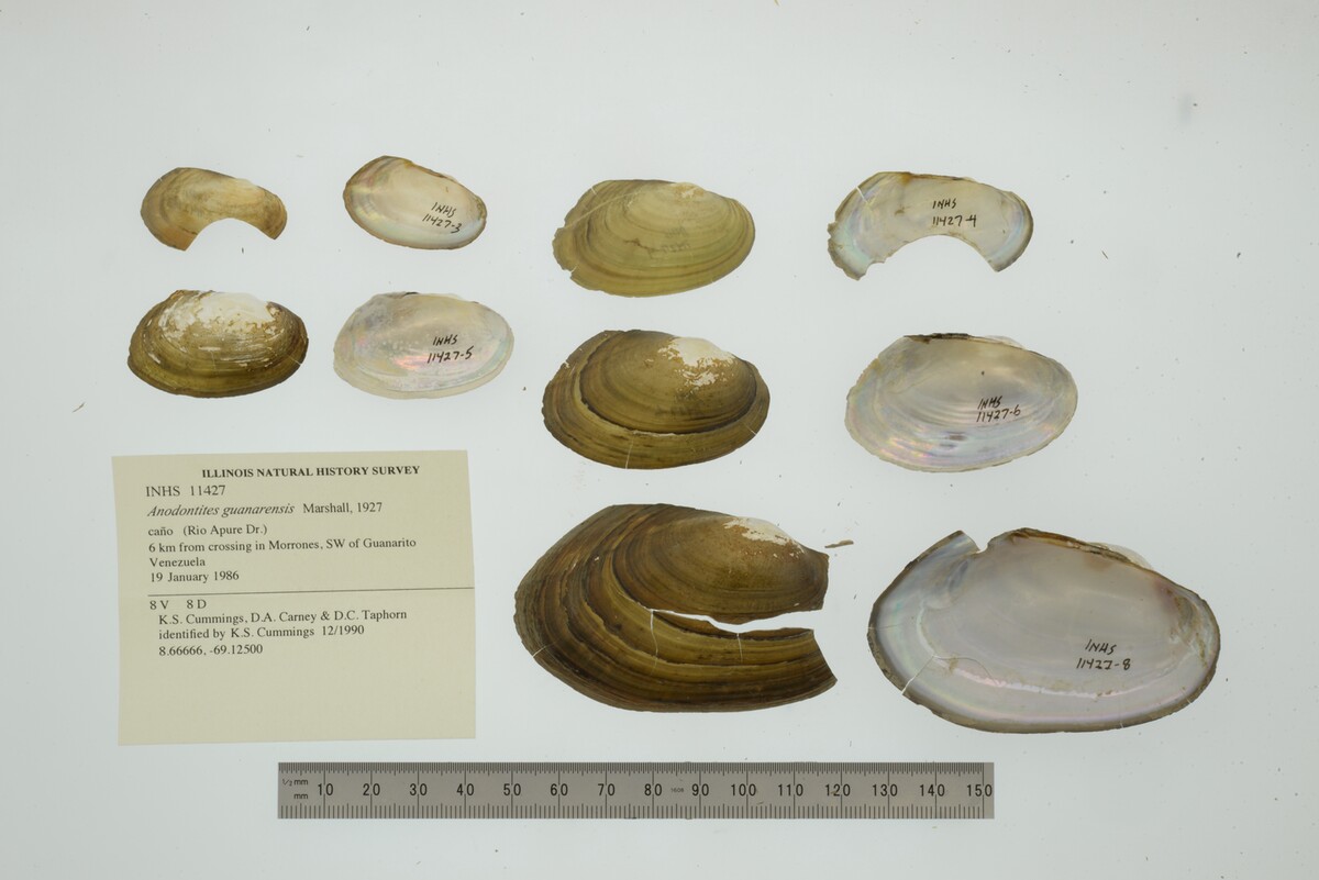 Anodontites guanarensis image