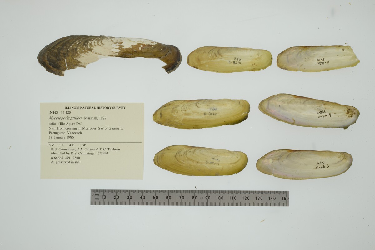 Mycetopoda pittieri image
