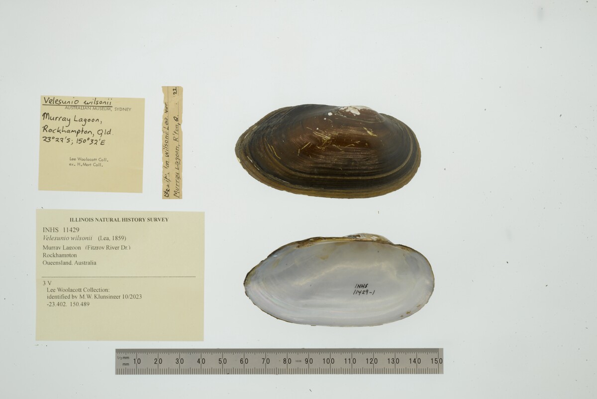 Velesunio wilsonii image