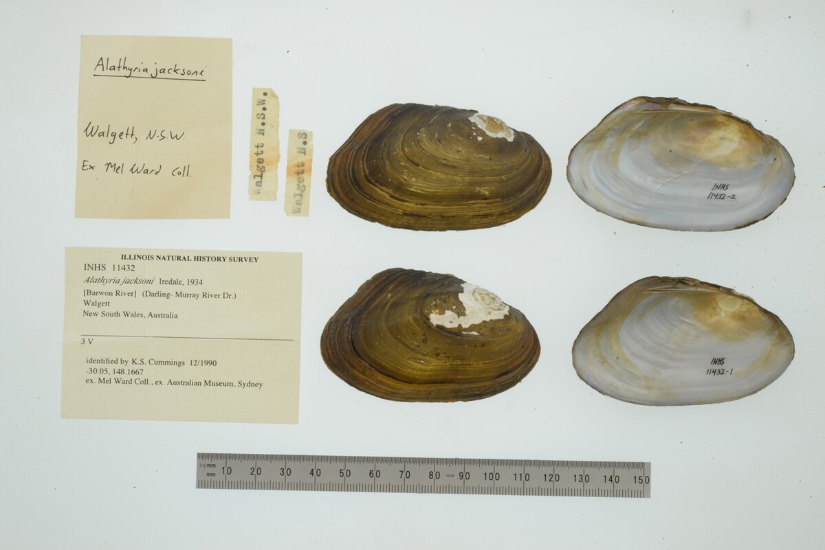 Alathyria jacksoni image