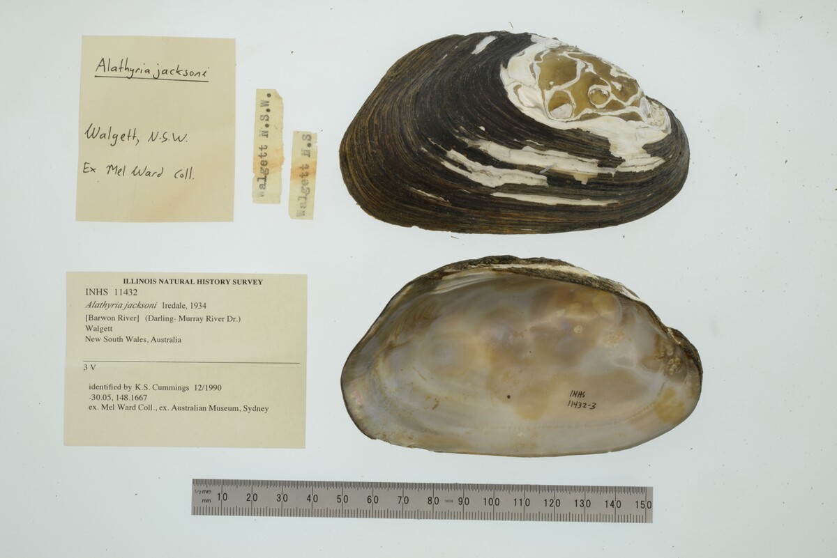 Alathyria jacksoni image