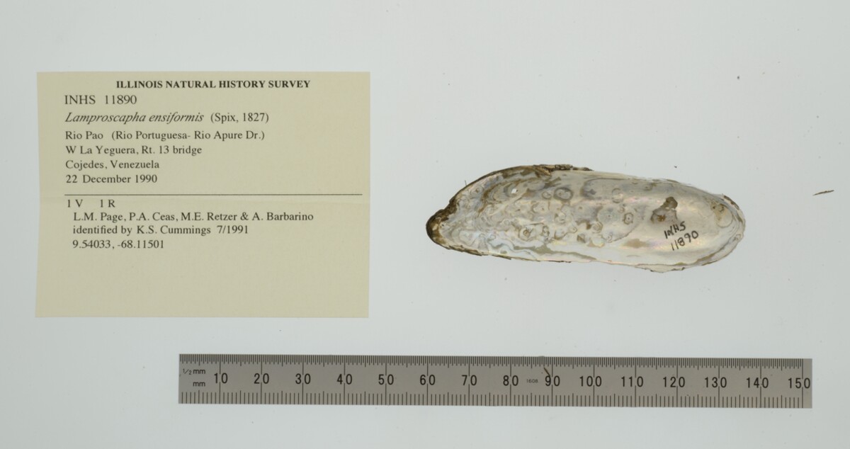 Lamproscapha ensiformis image