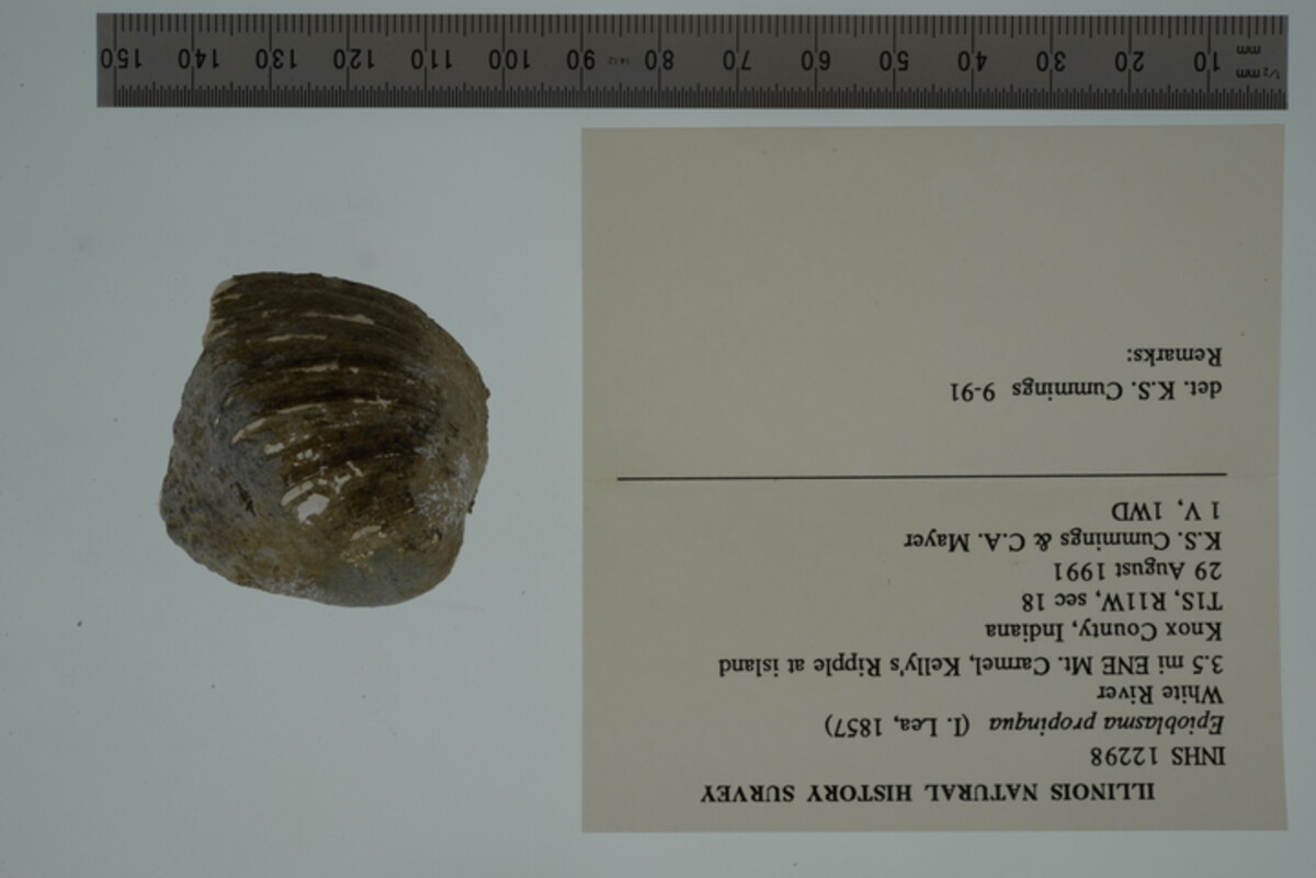 Epioblasma propinqua image