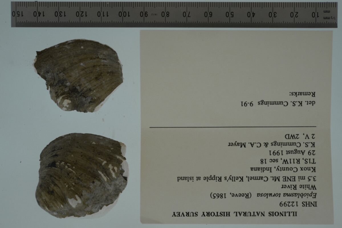 Epioblasma image