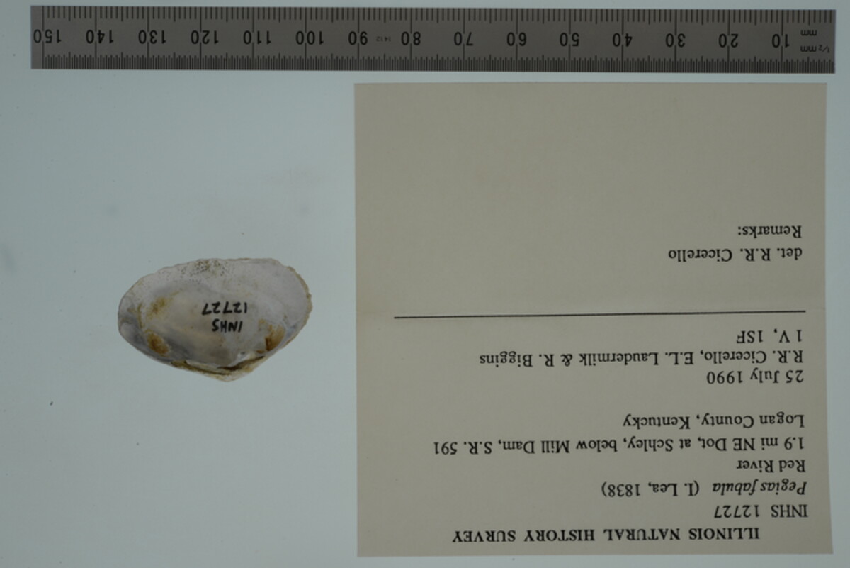 Pegias fabula image