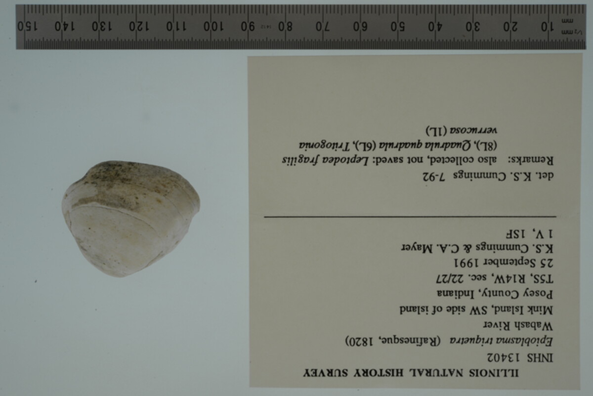 Epioblasma triquetra image