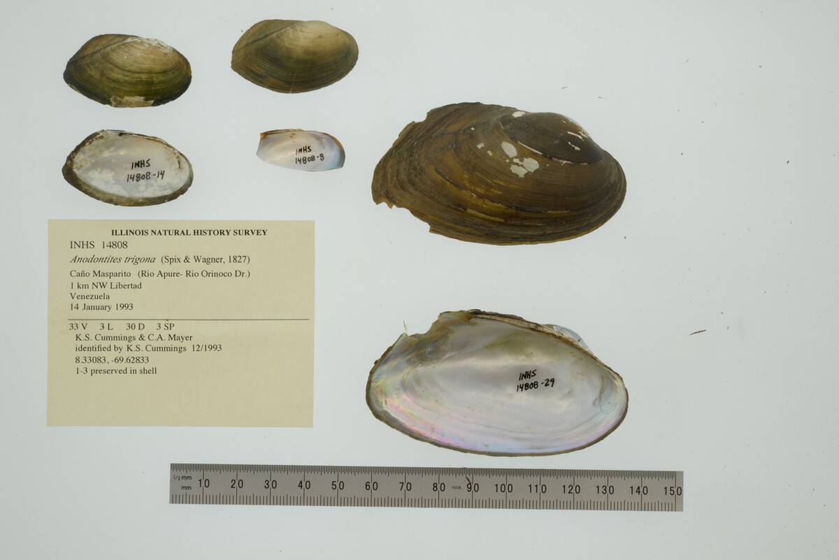 Anodontites trigona image