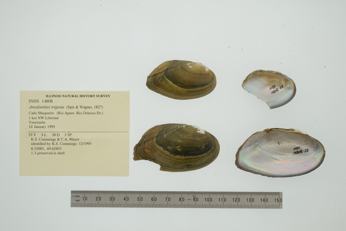 Anodontites trigona image