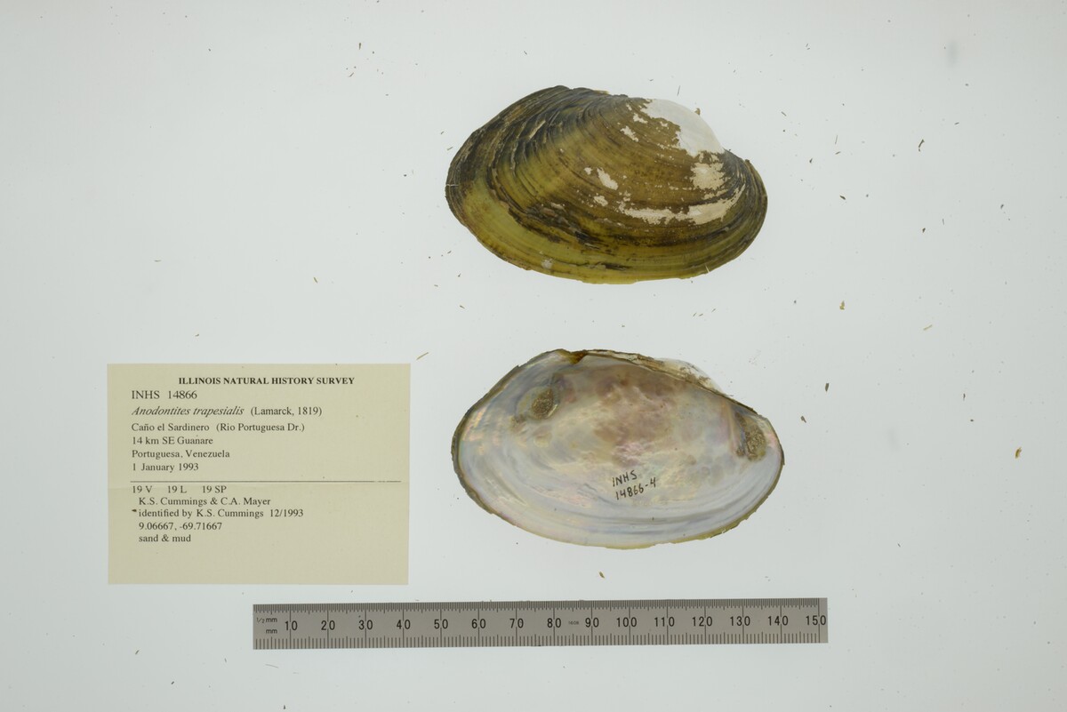 Anodontites trapesialis image