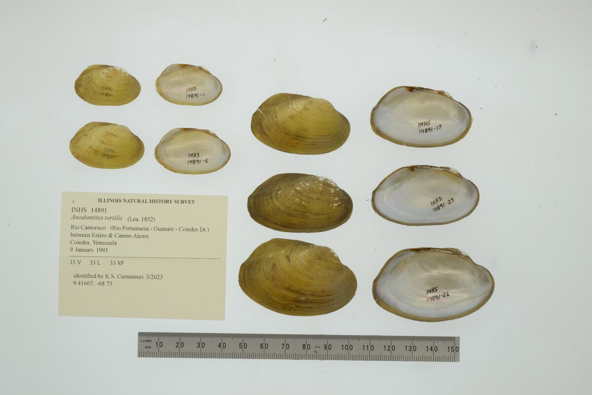Anodontites tortilis image