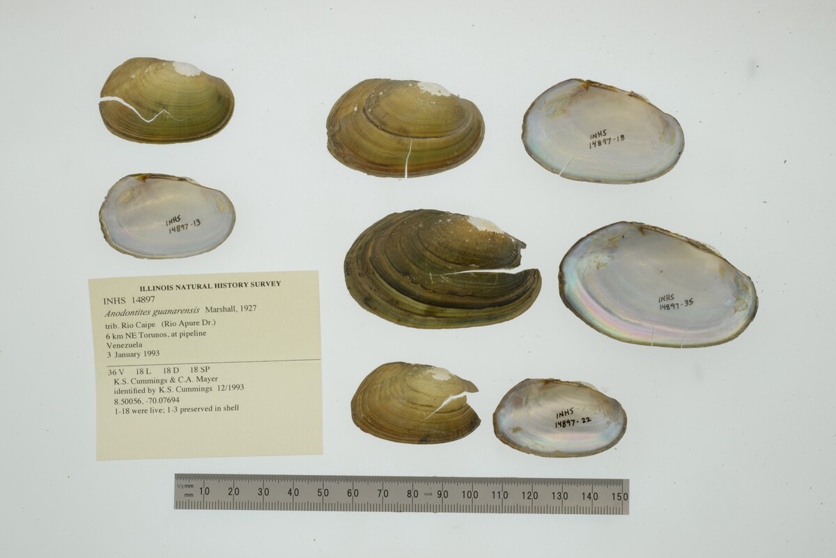 Anodontites guanarensis image