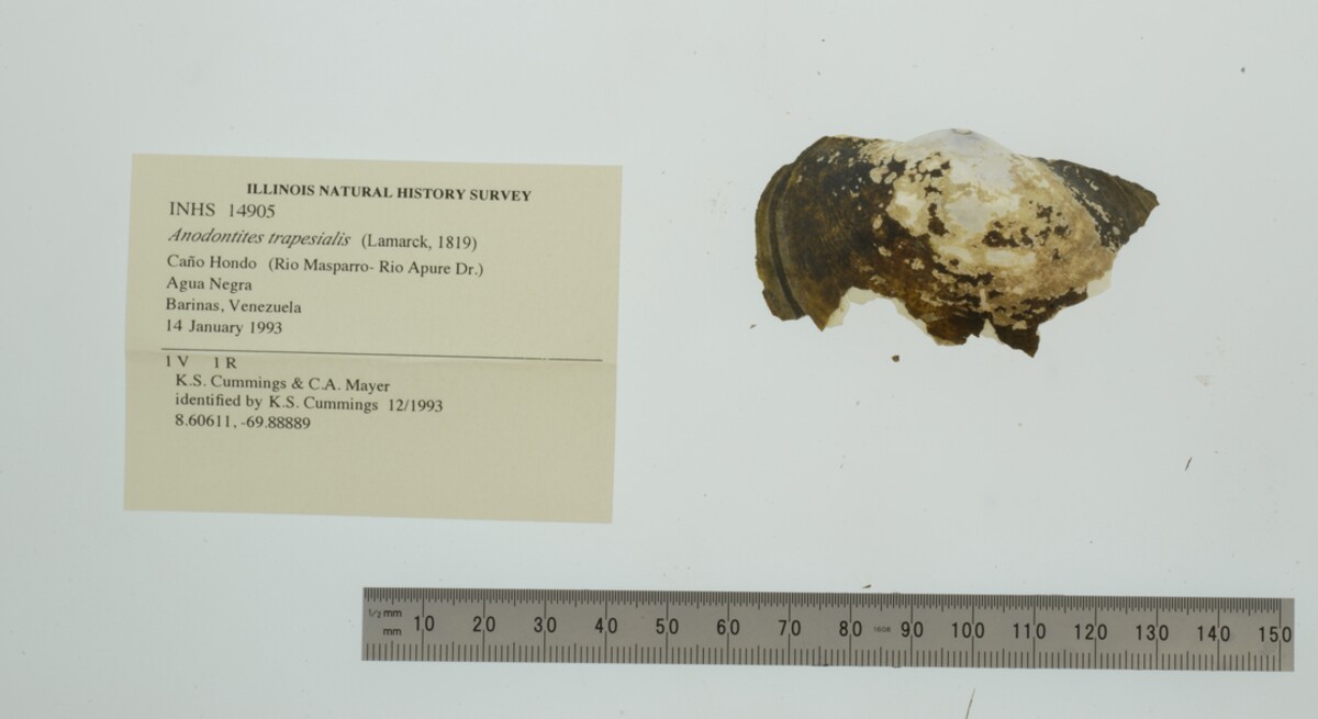 Anodontites trapesialis image