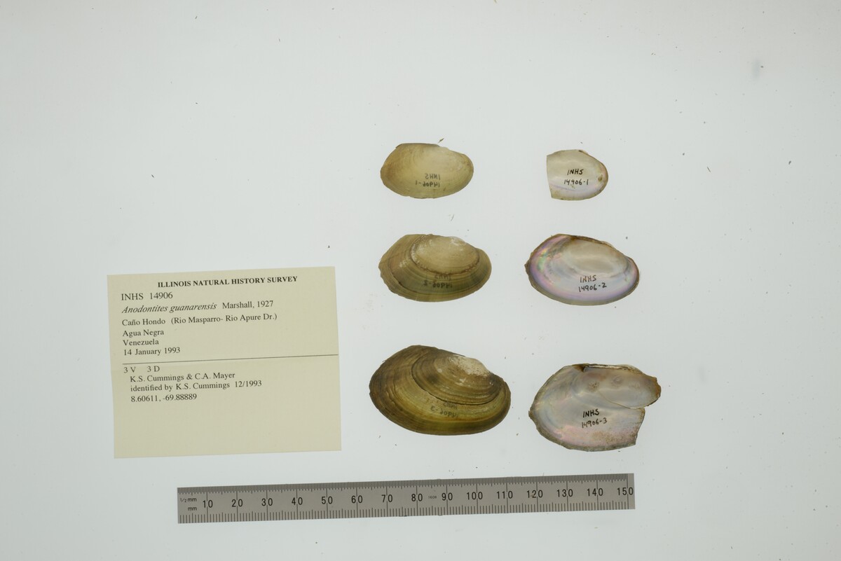 Anodontites guanarensis image