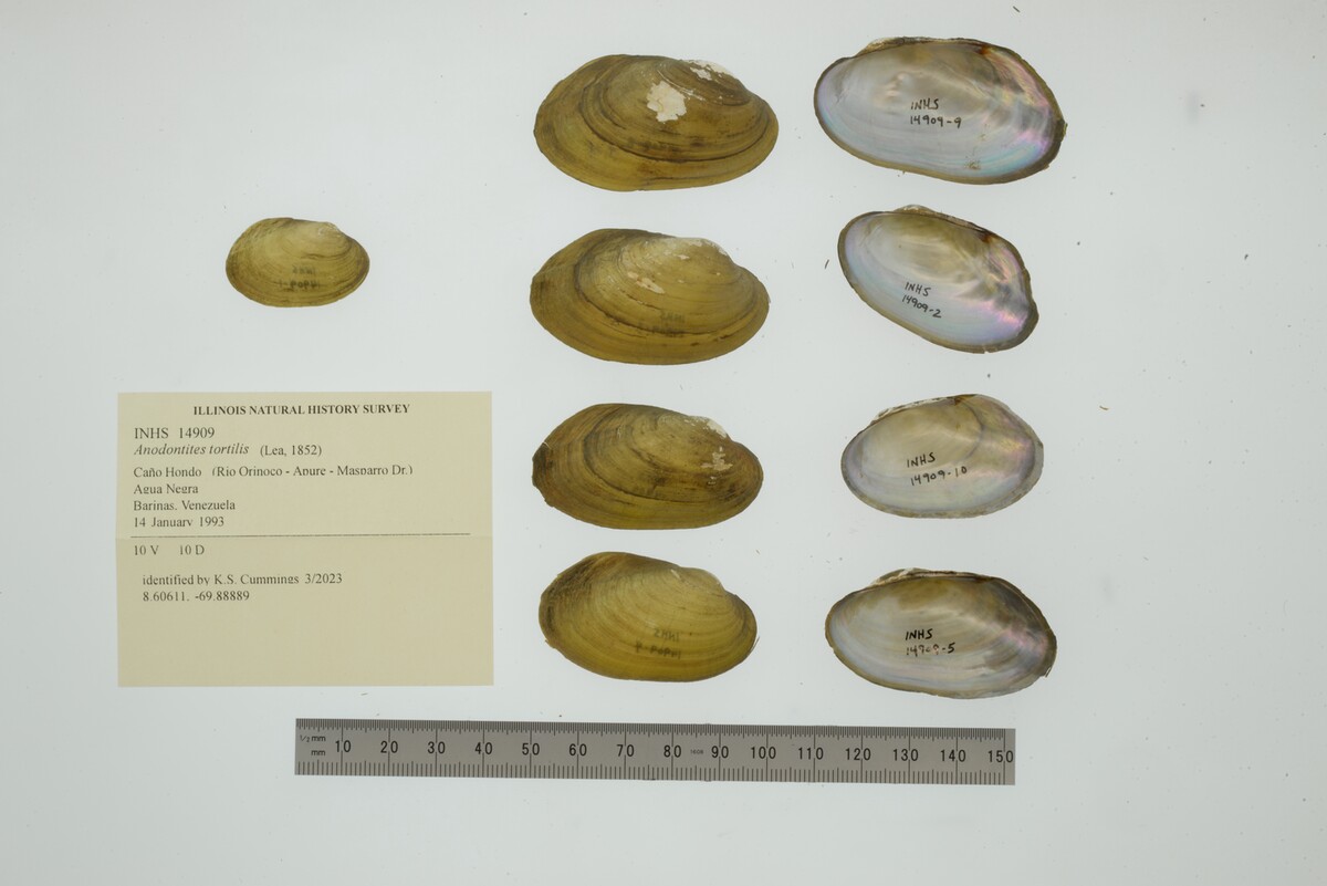 Anodontites tortilis image