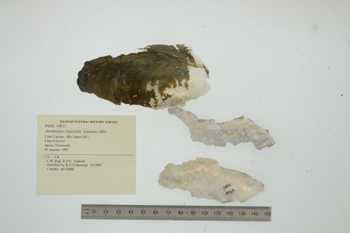 Anodontites trapesialis image
