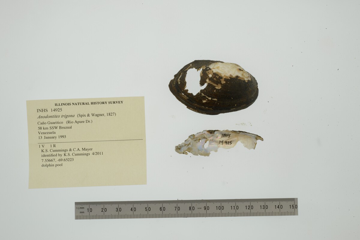 Anodontites trigona image