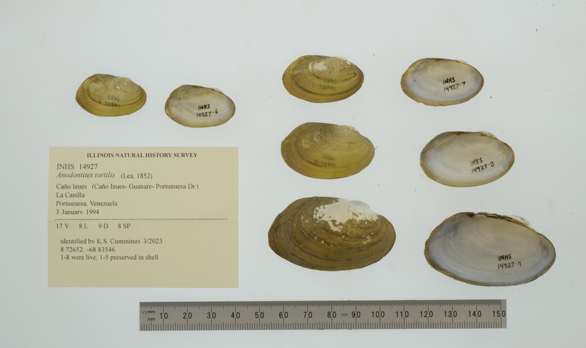 Anodontites tortilis image