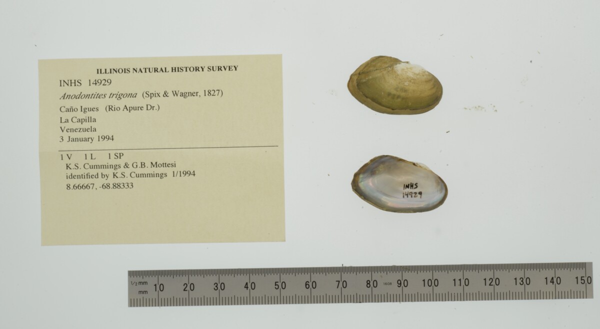 Anodontites trigona image
