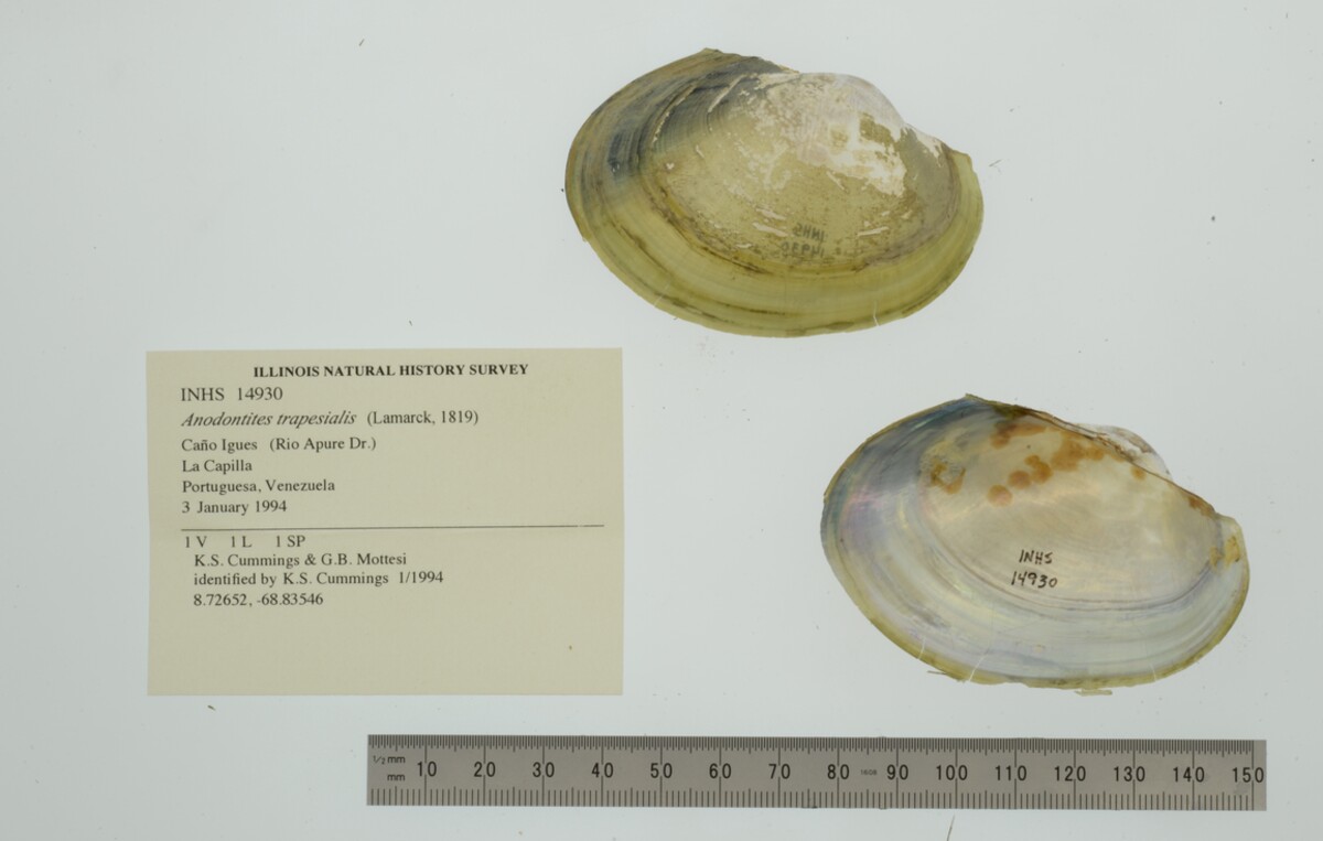 Anodontites trapesialis image