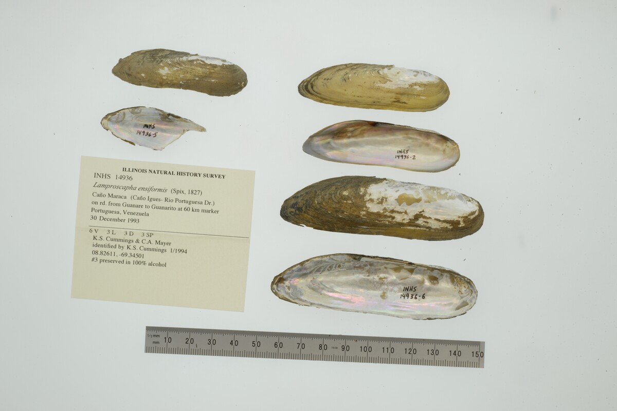 Lamproscapha image