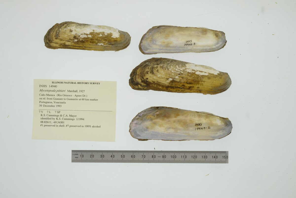 Mycetopoda pittieri image