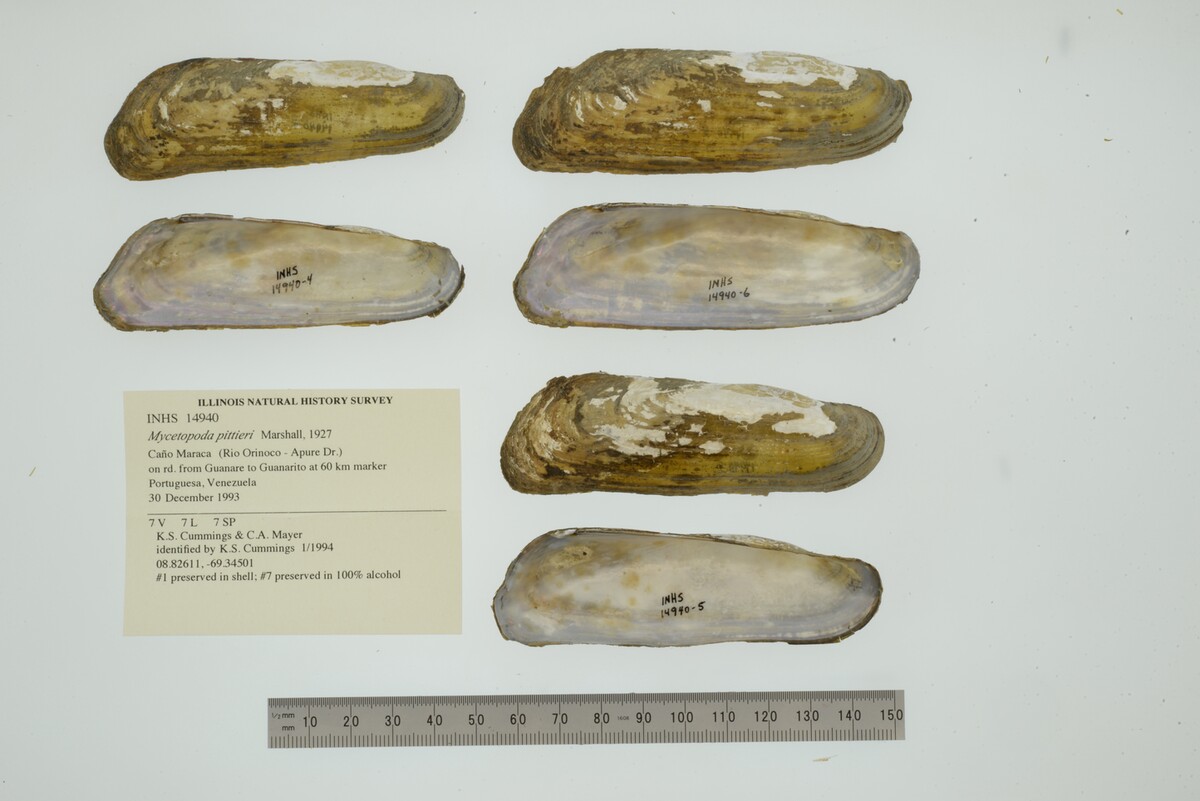 Mycetopoda image