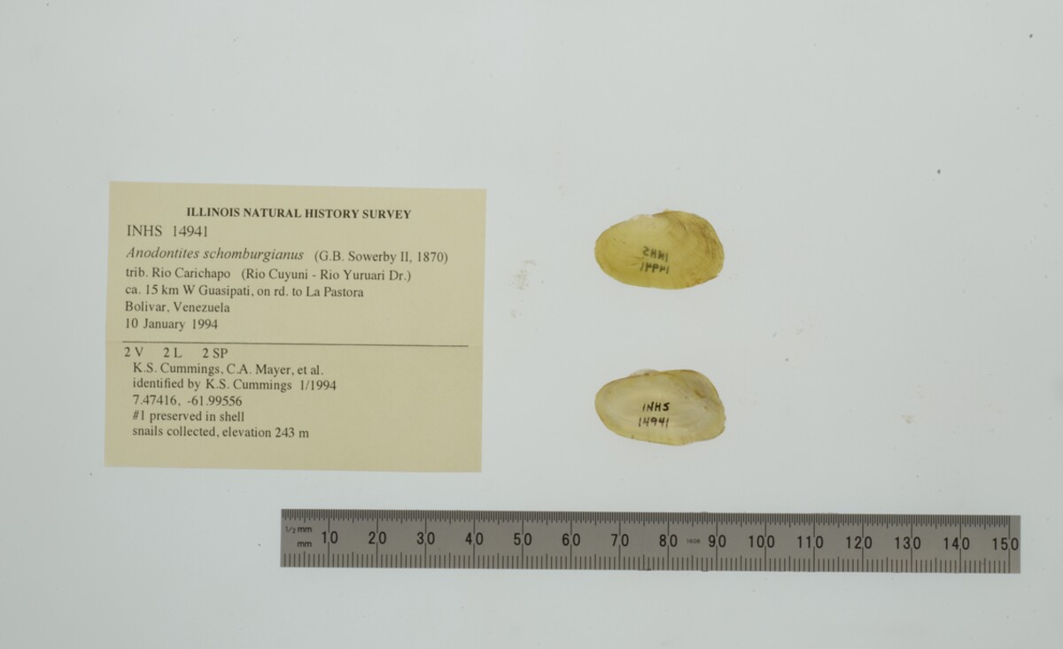 Anodontites schomburgiana image