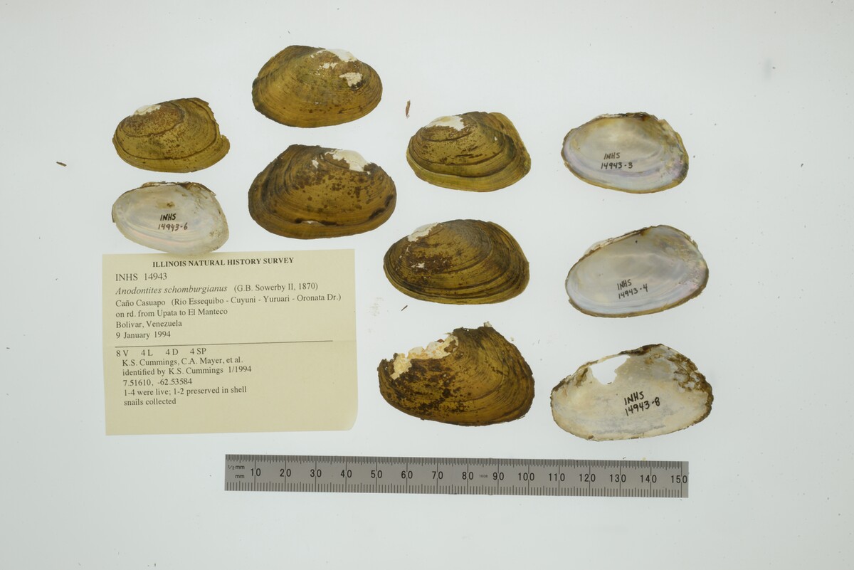 Anodontites schomburgiana image