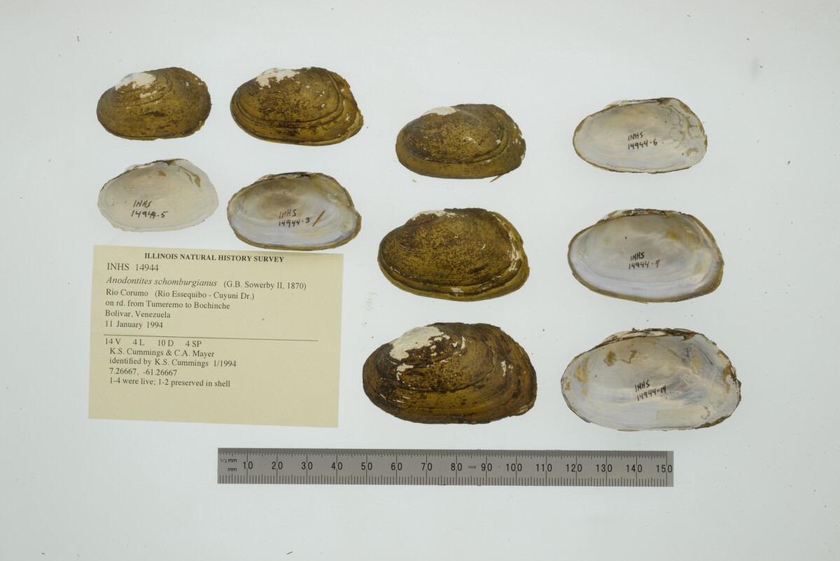 Anodontites schomburgiana image