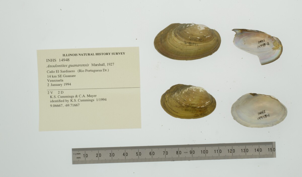 Anodontites guanarensis image