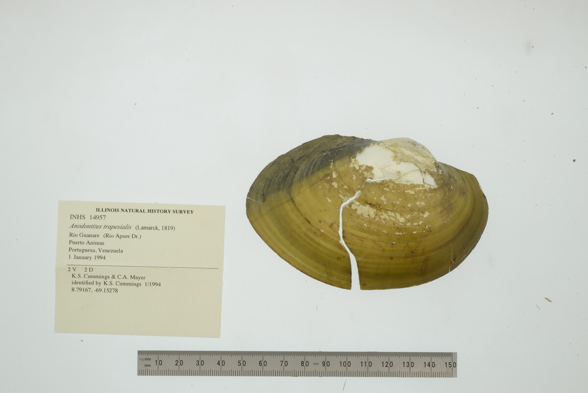 Anodontites trapesialis image