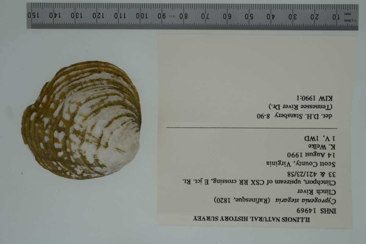 Cyprogenia stegaria image