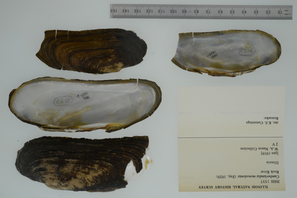 Margaritifera monodonta image