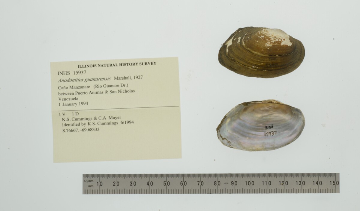 Anodontites guanarensis image