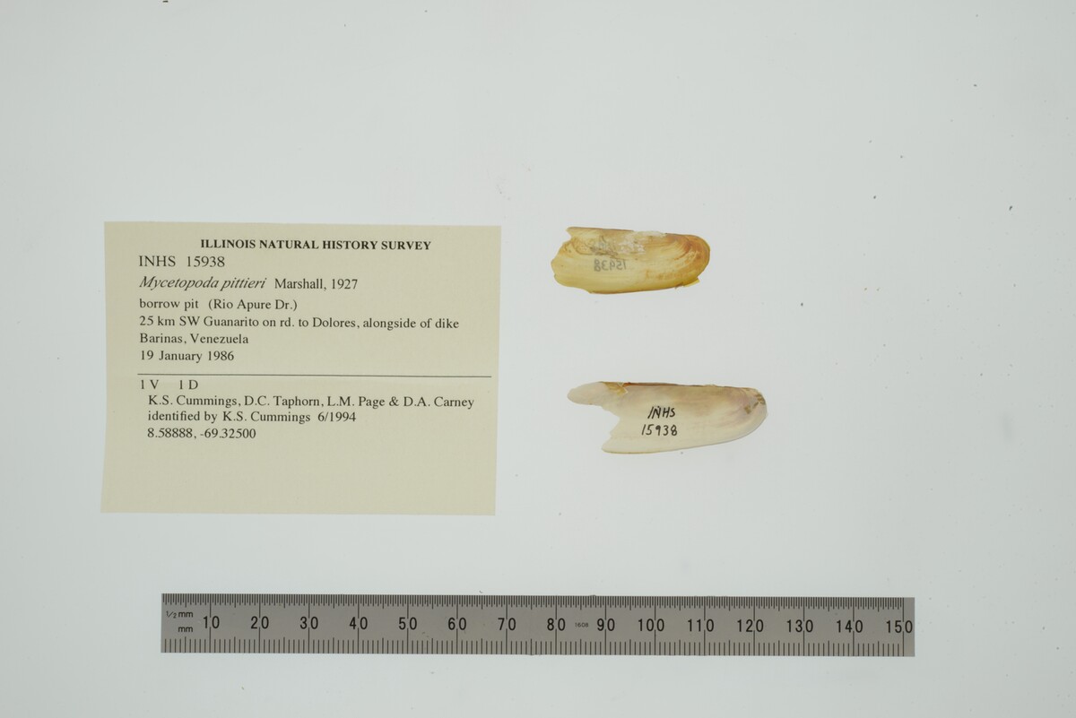 Mycetopoda pittieri image
