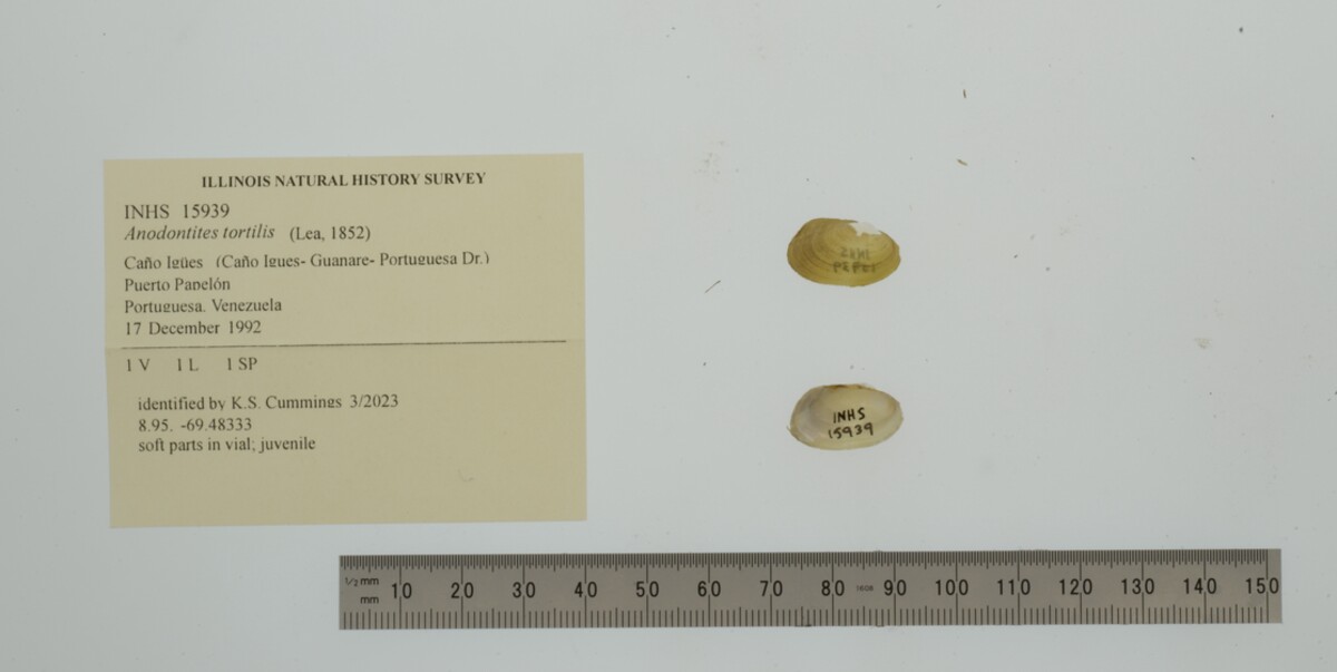 Anodontites image