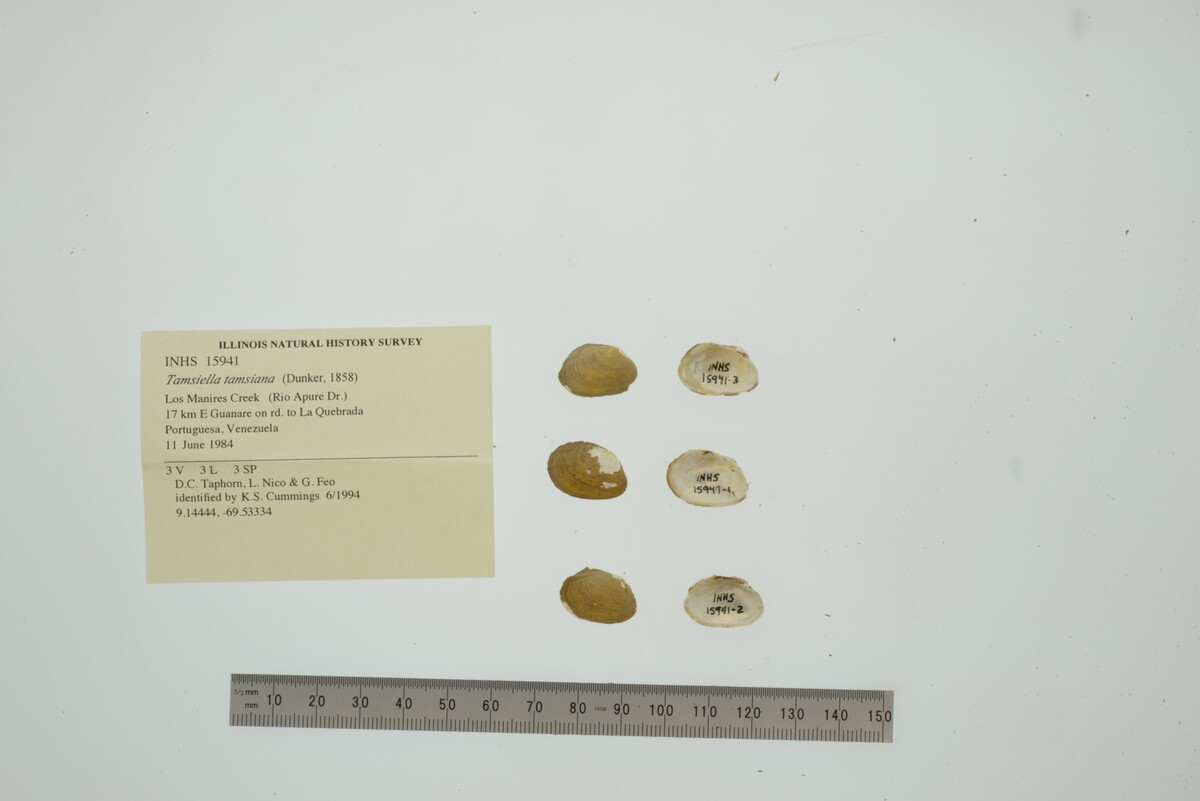 Monocondylaeinae image