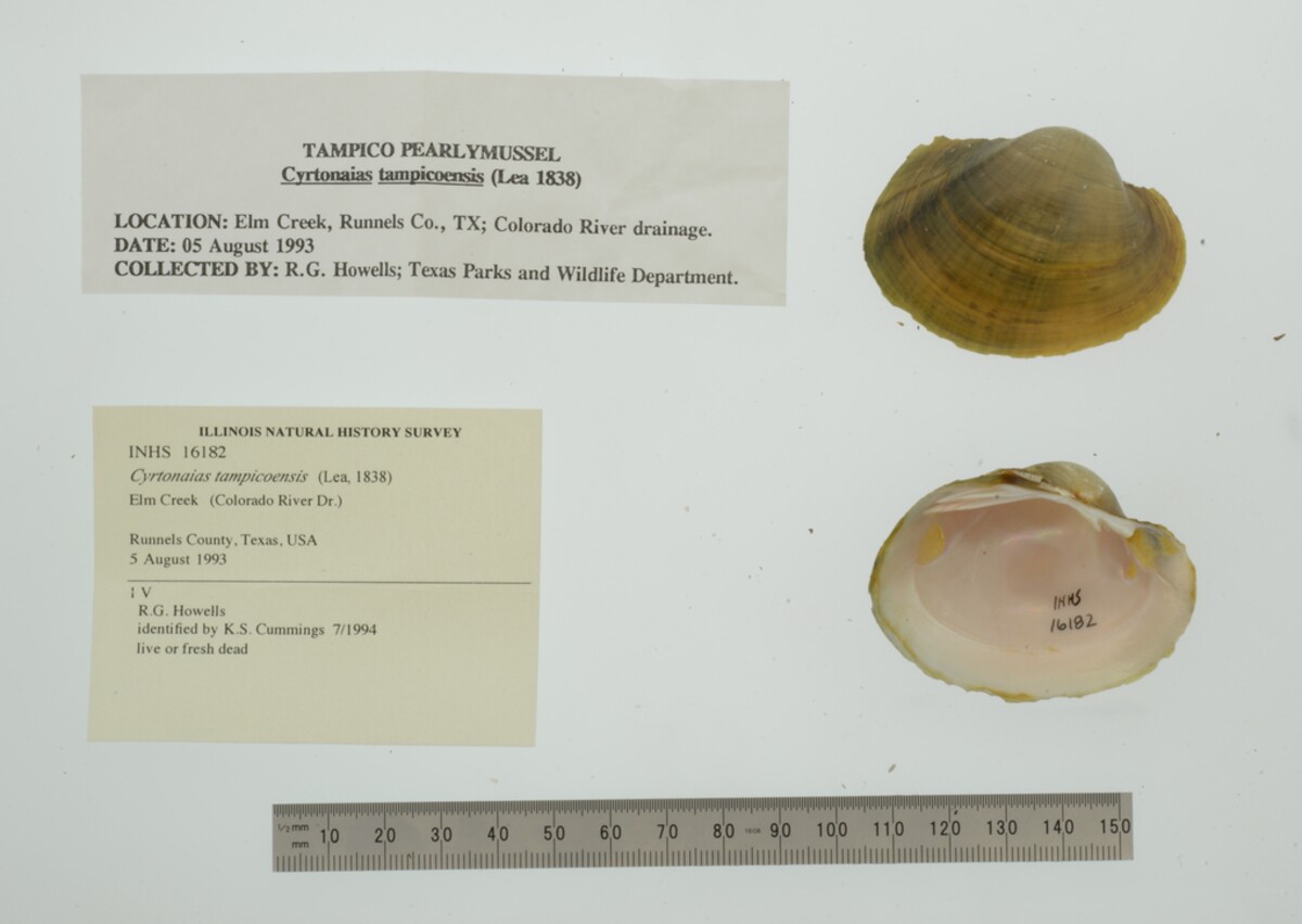 Cyrtonaias image