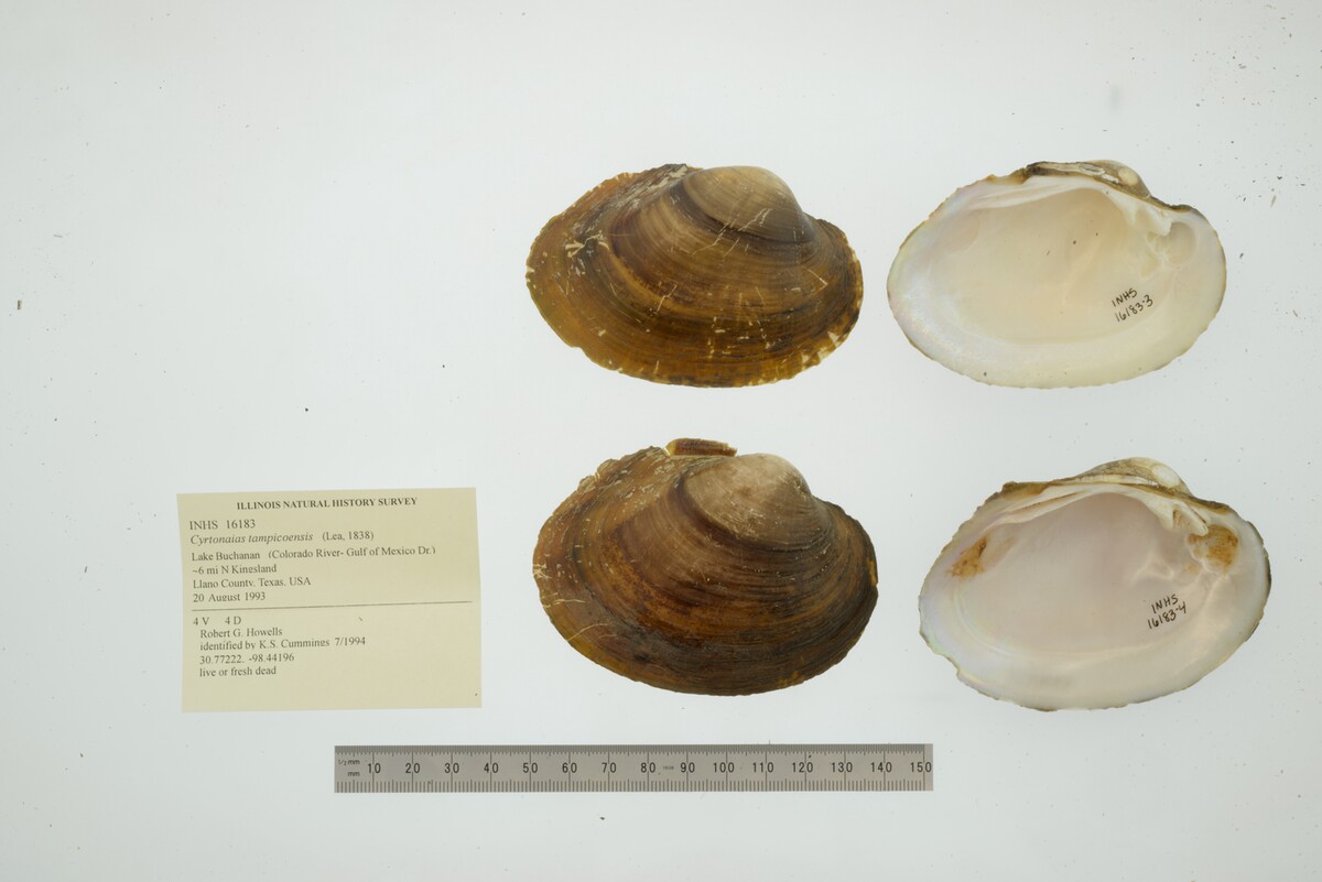 Cyrtonaias tampicoensis image