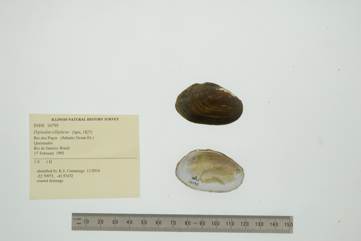 Diplodon ellipticus image