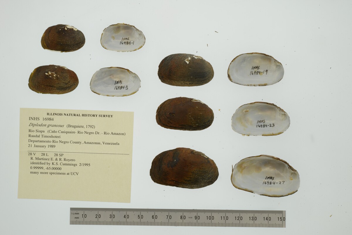 Diplodon granosus image