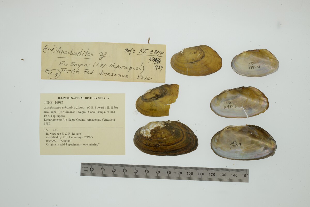 Anodontites schomburgiana image