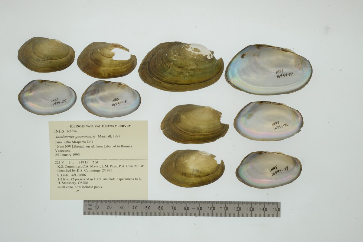 Anodontites guanarensis image