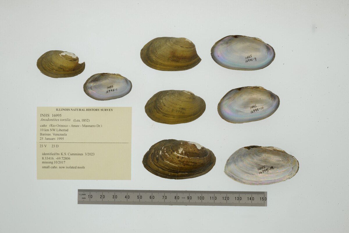 Anodontites tortilis image