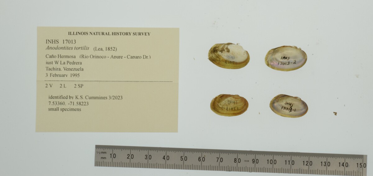 Anodontites tortilis image