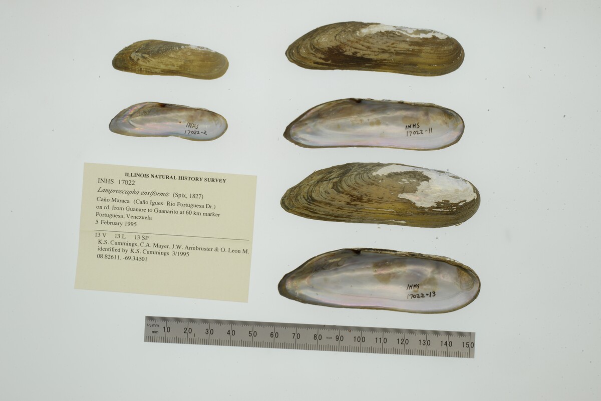 Lamproscapha ensiformis image
