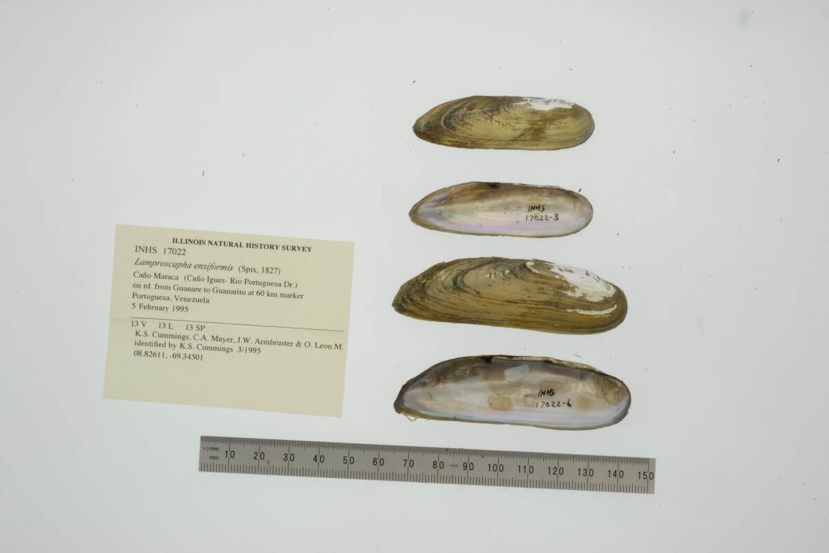 Lamproscapha ensiformis image